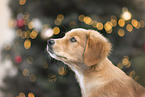 Nova Scotia Duck Tolling Retriever