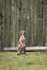 Nova Scotia Duck Tolling Retriever