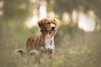 Nova Scotia Duck Tolling Retriever