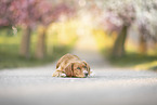 Nova Scotia Duck Tolling Retriever