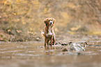 Nova Scotia Duck Tolling Retriever