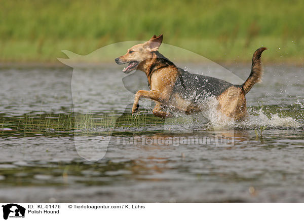 Polish Hound / KL-01476