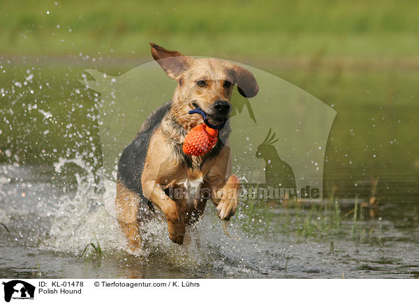 Polish Hound / KL-01478