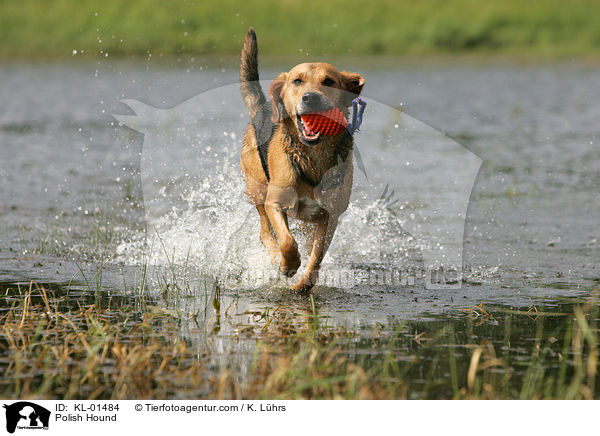 Ogar Polski / Polish Hound / KL-01484
