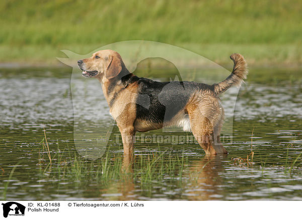 Ogar Polski / Polish Hound / KL-01488
