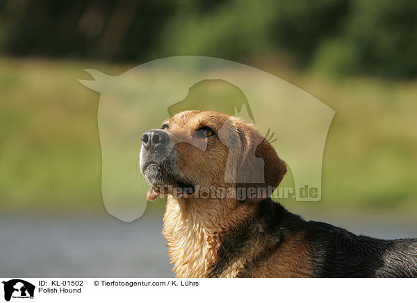 Ogar Polski / Polish Hound / KL-01502