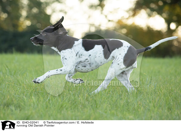 rennender Altdnischer Vorstehhund / running Old Danish Pointer / EHO-02041