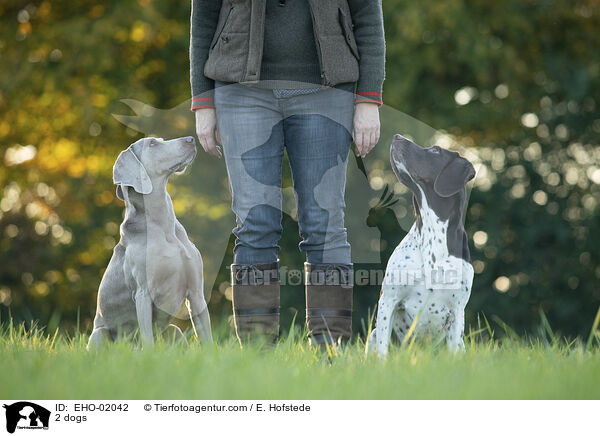 2 Hunde / 2 dogs / EHO-02042