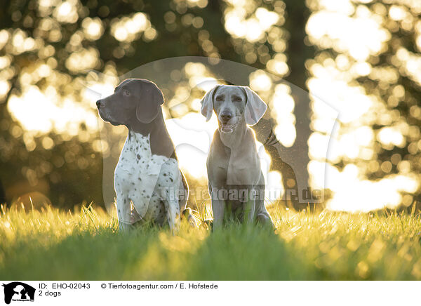 2 Hunde / 2 dogs / EHO-02043