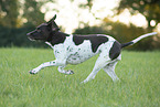 running Old Danish Pointer