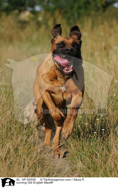 running Old English Mastiff / AP-05558