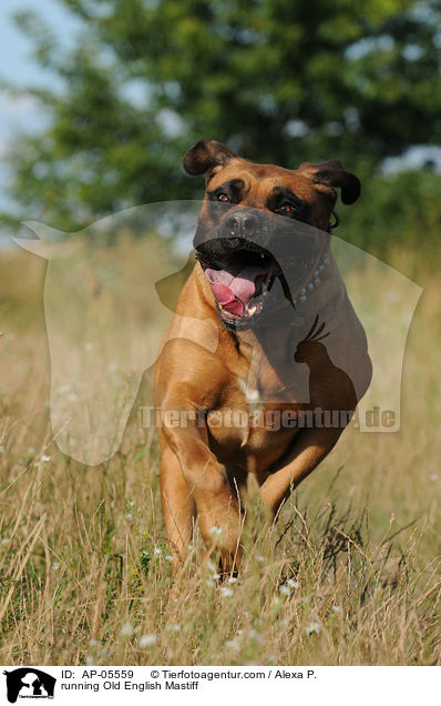 running Old English Mastiff / AP-05559