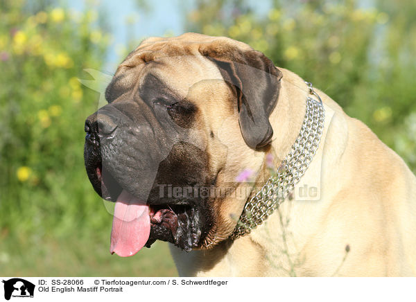 Old English Mastiff Portrait / SS-28066