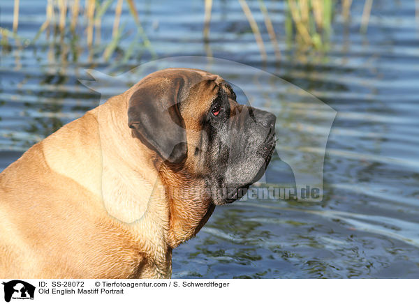 Old English Mastiff Portrait / SS-28072