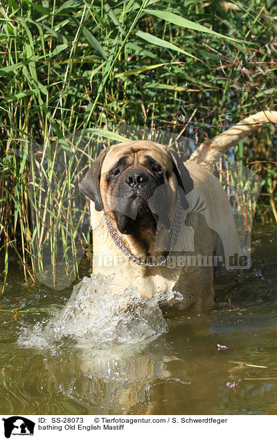 bathing Old English Mastiff / SS-28073