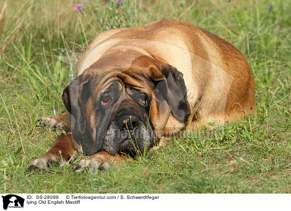 lying Old English Mastiff / SS-28099