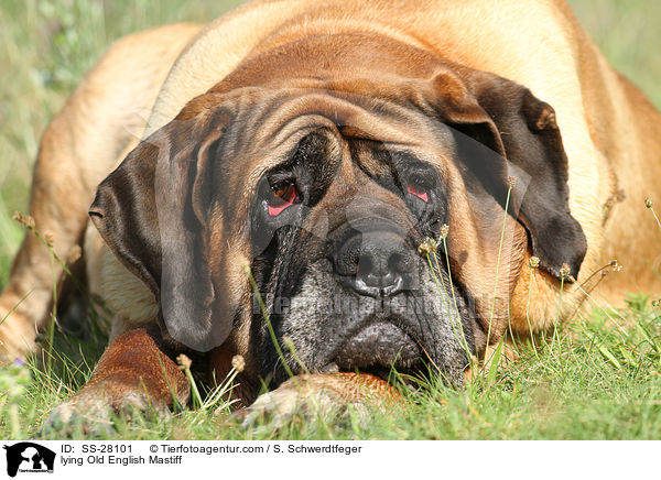 lying Old English Mastiff / SS-28101