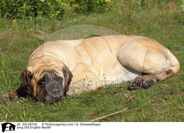 lying Old English Mastiff / SS-28105