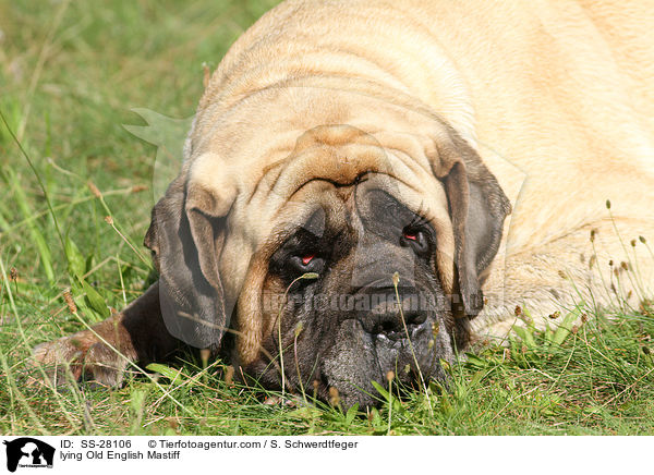 lying Old English Mastiff / SS-28106