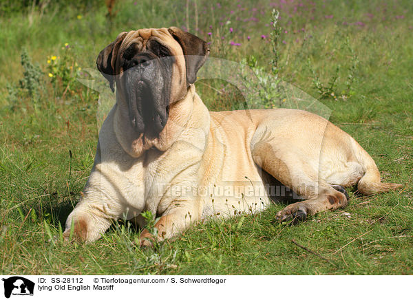 lying Old English Mastiff / SS-28112