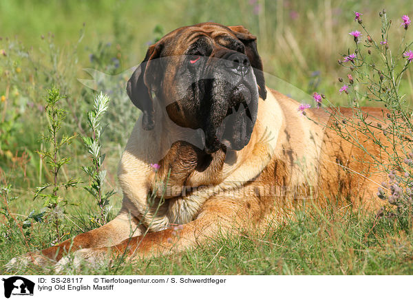 lying Old English Mastiff / SS-28117