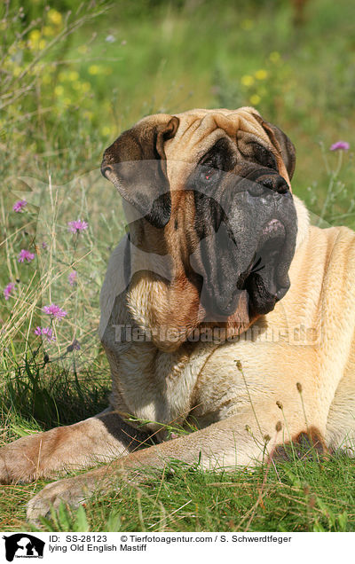 lying Old English Mastiff / SS-28123