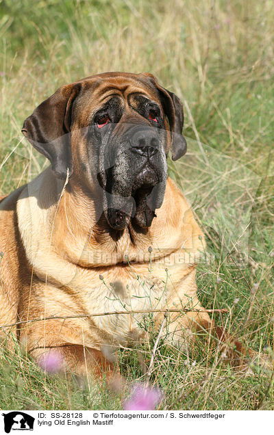 lying Old English Mastiff / SS-28128
