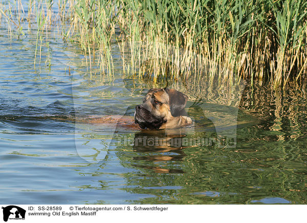 swimming Old English Mastiff / SS-28589