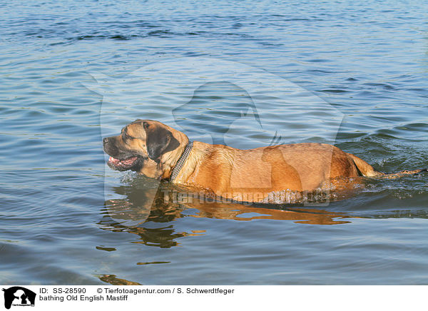bathing Old English Mastiff / SS-28590