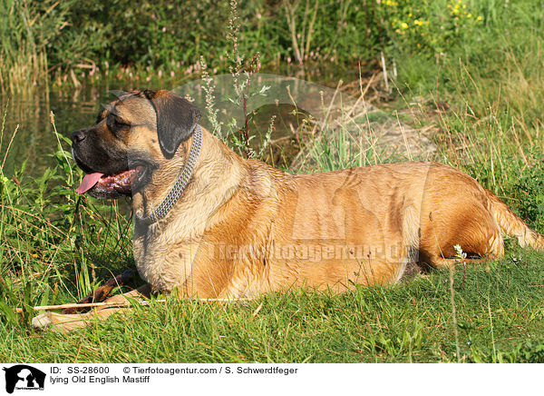 lying Old English Mastiff / SS-28600