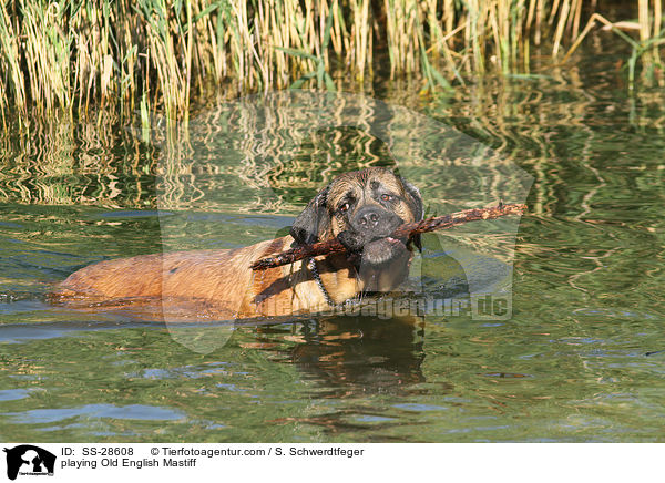 playing Old English Mastiff / SS-28608