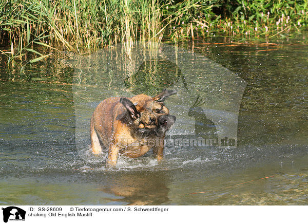 shaking Old English Mastiff / SS-28609