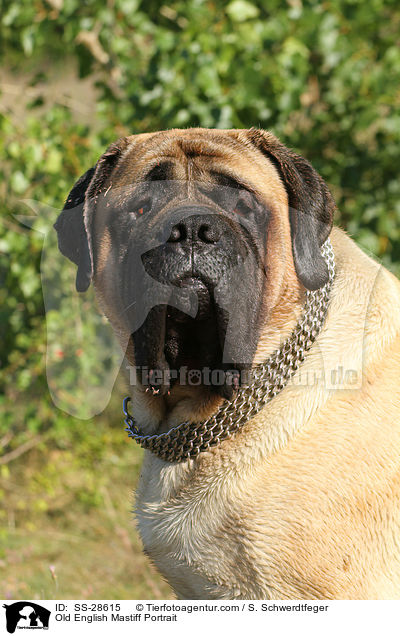 Old English Mastiff Portrait / SS-28615