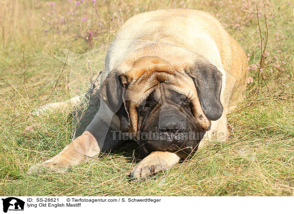 liegender Old English Mastiff / lying Old English Mastiff / SS-28621