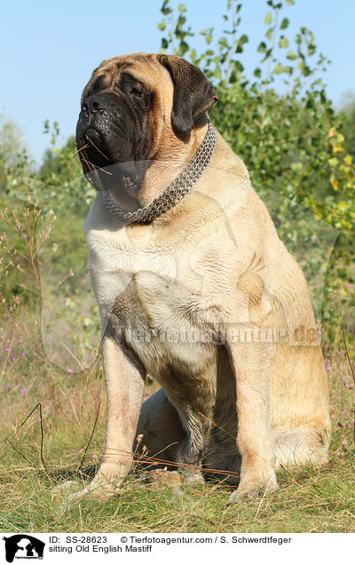 sitting Old English Mastiff / SS-28623