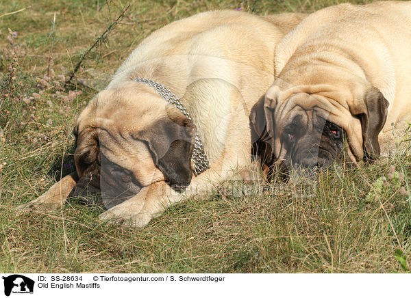Old English Mastiffs / SS-28634