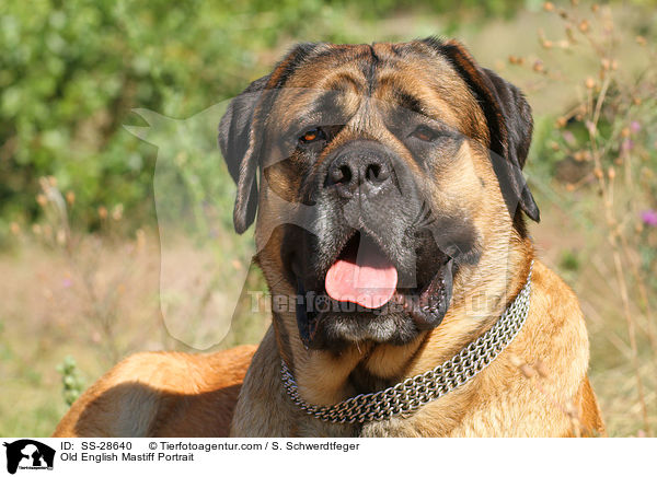 Old English Mastiff Portrait / SS-28640