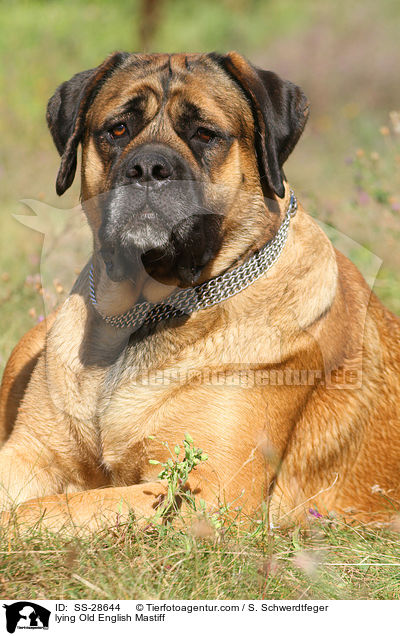 lying Old English Mastiff / SS-28644