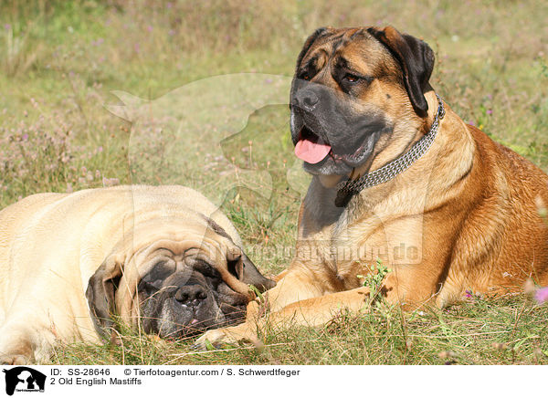2 Old English Mastiffs / SS-28646