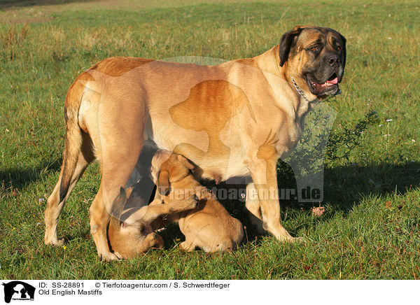 Old English Mastiffs / Old English Mastiffs / SS-28891