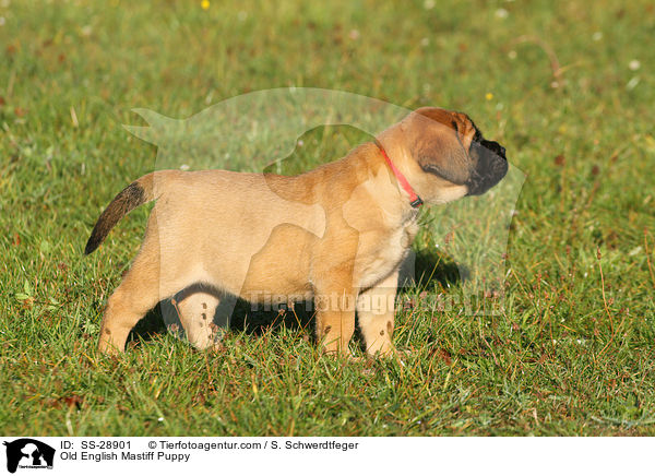 Old English Mastiff Puppy / SS-28901
