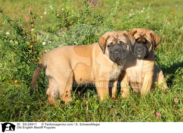 Old English Mastiff Puppies / SS-28911