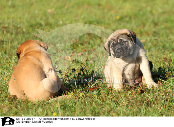 Old English Mastiff Welpen / Old English Mastiff Puppies / SS-28917