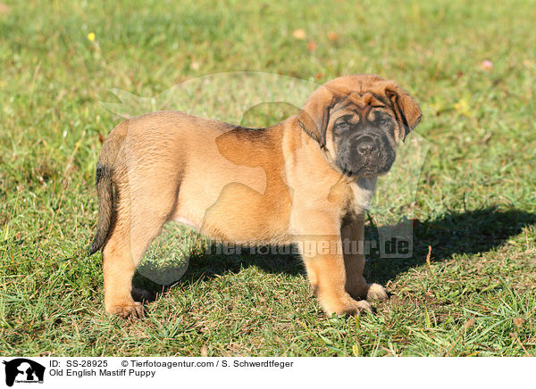 Old English Mastiff Puppy / SS-28925