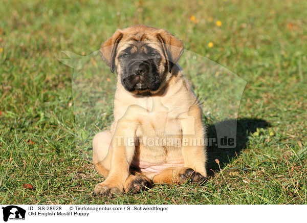 Old English Mastiff Puppy / SS-28928