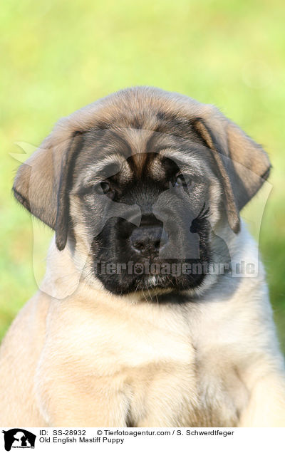 Old English Mastiff Puppy / SS-28932