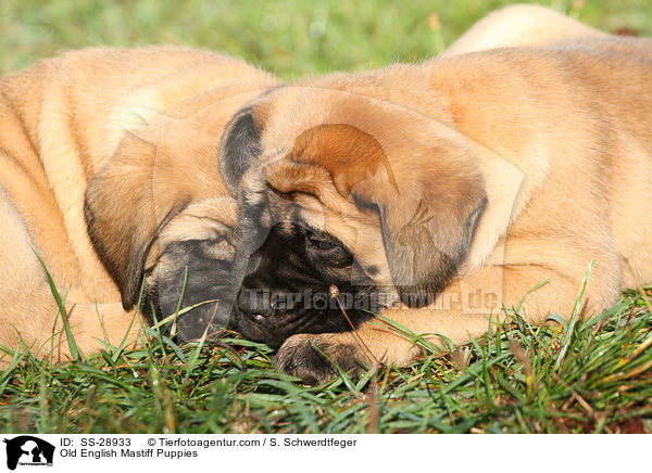 Old English Mastiff Puppies / SS-28933