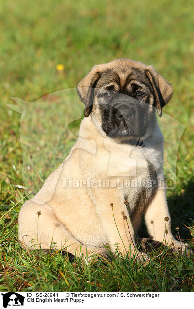 Old English Mastiff Puppy / SS-28941