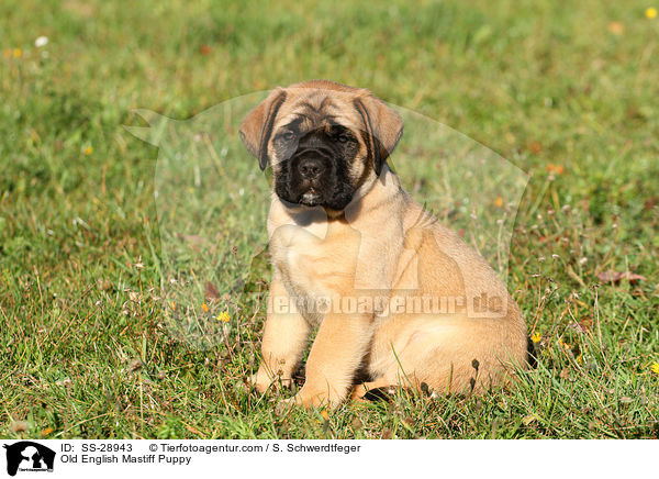 Old English Mastiff Puppy / SS-28943