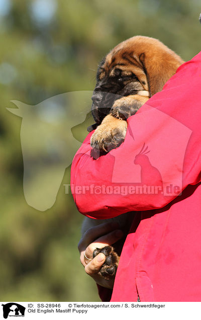 Old English Mastiff Puppy / SS-28946
